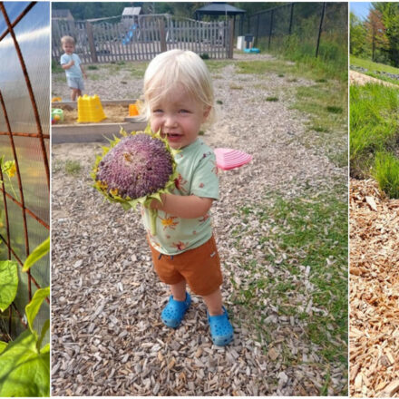 Seedlings to Sunflowers
